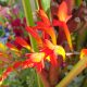 Blume